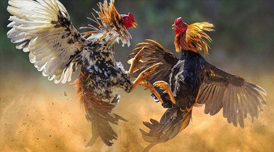 Hệ thống an ninh và hoạt động quảng bá của Câu lạc bộ 123Win - 123Win